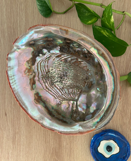 Abalone
